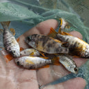 GREAT OB REDFIN BORLEYI 1.5 to 2 INCHES UNSEXED (Copadichromis borleyi)