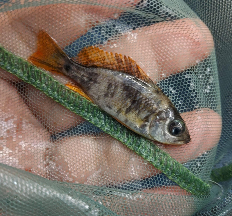 GREAT OB REDFIN BORLEYI 1.5 to 2 INCHES UNSEXED (Copadichromis borleyi)