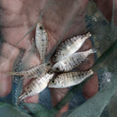 GREAT OB RED EMPRESS 1.5 TO 2 INCHES UNSEXED (Protomelas taeniolatus)