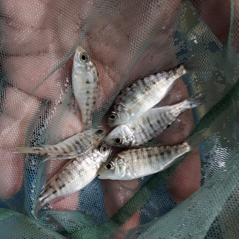 GREAT OB RED EMPRESS 1.5 TO 2 INCHES UNSEXED (Protomelas taeniolatus)