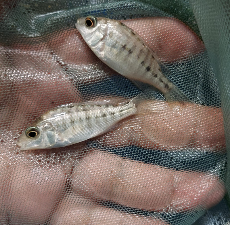 GREAT OB RED EMPRESS 1.5 TO 2 INCHES UNSEXED (Protomelas taeniolatus)