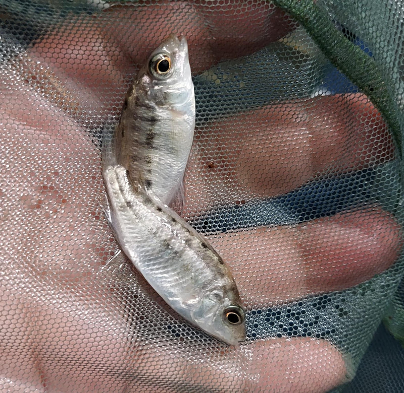 GREAT OB RED EMPRESS 1.5 TO 2 INCHES UNSEXED (Protomelas taeniolatus)