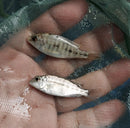 GREAT OB RED EMPRESS 1.5 TO 2 INCHES UNSEXED (Protomelas taeniolatus)