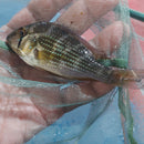 ACARICHTHYS HECKELII 3.5 to 4"  - THREADFIN GEOPHAGUS