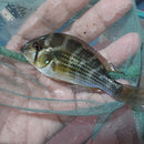 ACARICHTHYS HECKELII 3.5 to 4"  - THREADFIN GEOPHAGUS