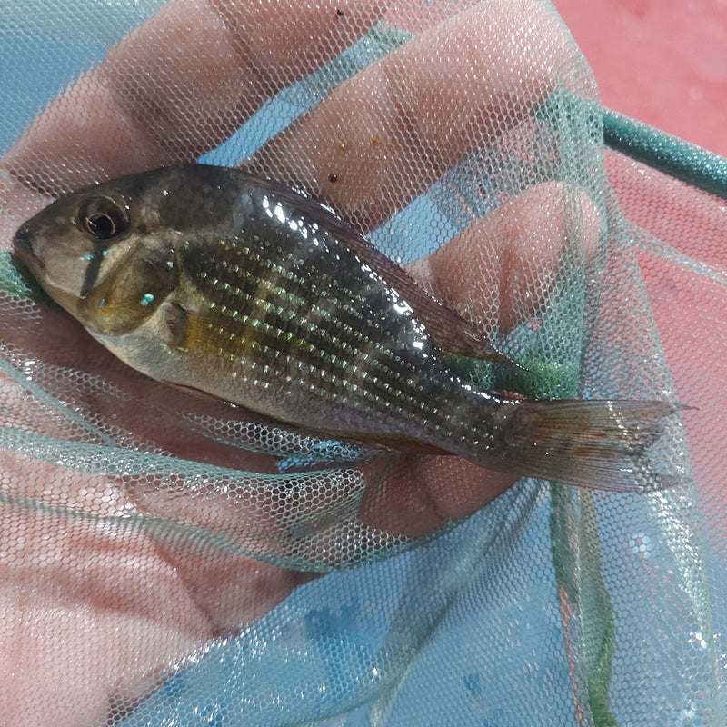 ACARICHTHYS HECKELII 3.5 to 4"  - THREADFIN GEOPHAGUS
