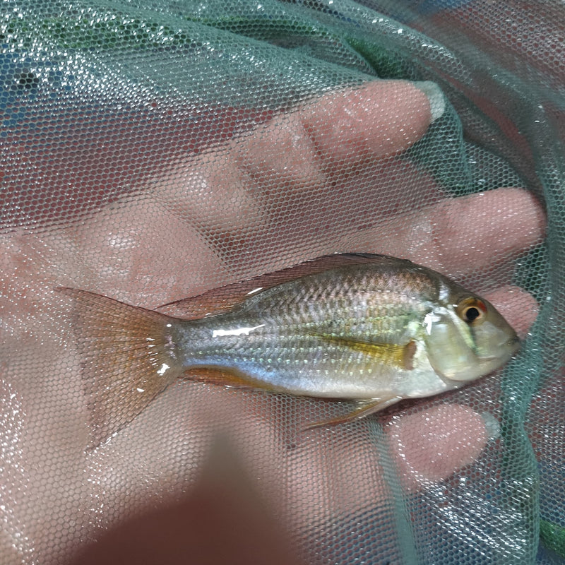 ACARICHTHYS HECKELII 3.5 to 4"  - THREADFIN GEOPHAGUS