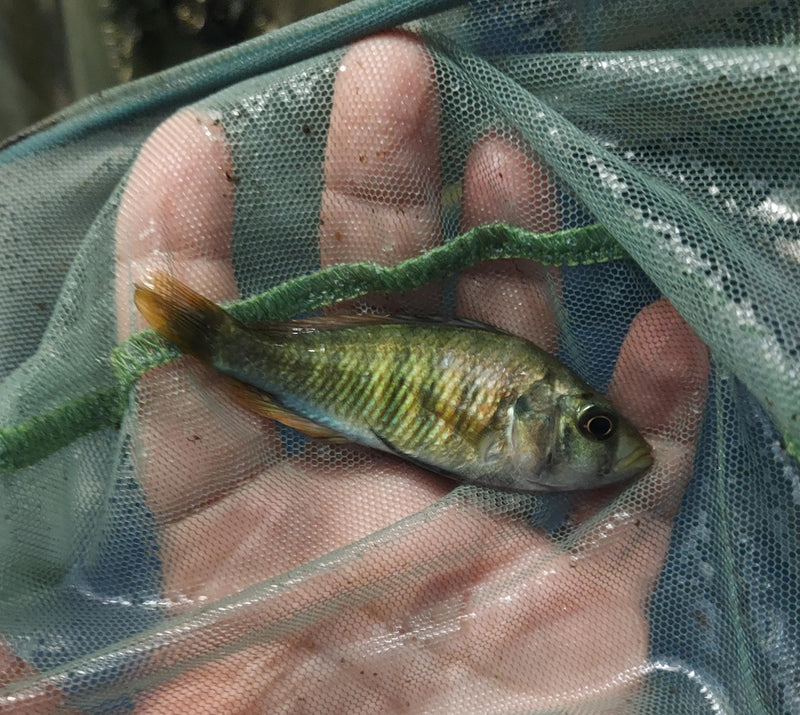 BEAUTIFUL KYOGA FLAMEBACK 3 iNCHES UNSEXED (Xystichromis sp)