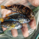 MARMALADE OB PEACOCK 2.5 TO 3" UNSEXED (Aulonocara Sp)