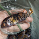 MARMALADE OB PEACOCK 2.5 TO 3" UNSEXED (Aulonocara Sp)