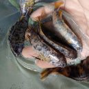 MARMALADE OB PEACOCK 2.5 TO 3" UNSEXED (Aulonocara Sp)