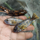 MARMALADE OB PEACOCK 2.5 TO 3" UNSEXED (Aulonocara Sp)