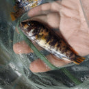 MARMALADE OB PEACOCK 2.5 TO 3" UNSEXED (Aulonocara Sp)