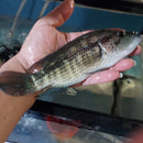 THE WOLF CICHLID BLUE DOVII (Parachromis dovii) 6 to 7 inches