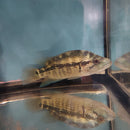 THE WOLF CICHLID BLUE DOVII (Parachromis dovii) 6 to 7 inches