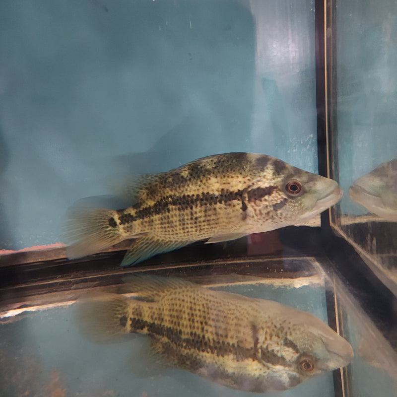 THE WOLF CICHLID BLUE DOVII (Parachromis dovii) 6 to 7 inches