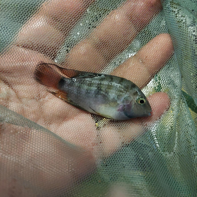 HONDURAN RED POINT CICHLID 2 to 2.5"