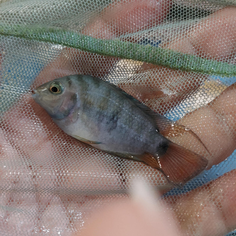 HONDURAN RED POINT CICHLID 2 to 2.5"