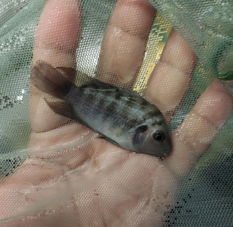 HONDURAN RED POINT CICHLID 2 to 2.5"