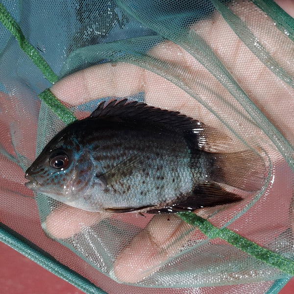 RED SPOTTED RAINBOW SEVERUM CICHLID  4" to 4.5" UNSEXED