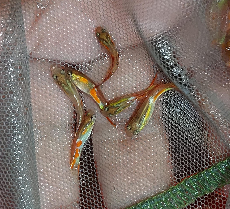 5 OUTSTANDING MALES BLONDE ENDLERS (Poecilia wingei)