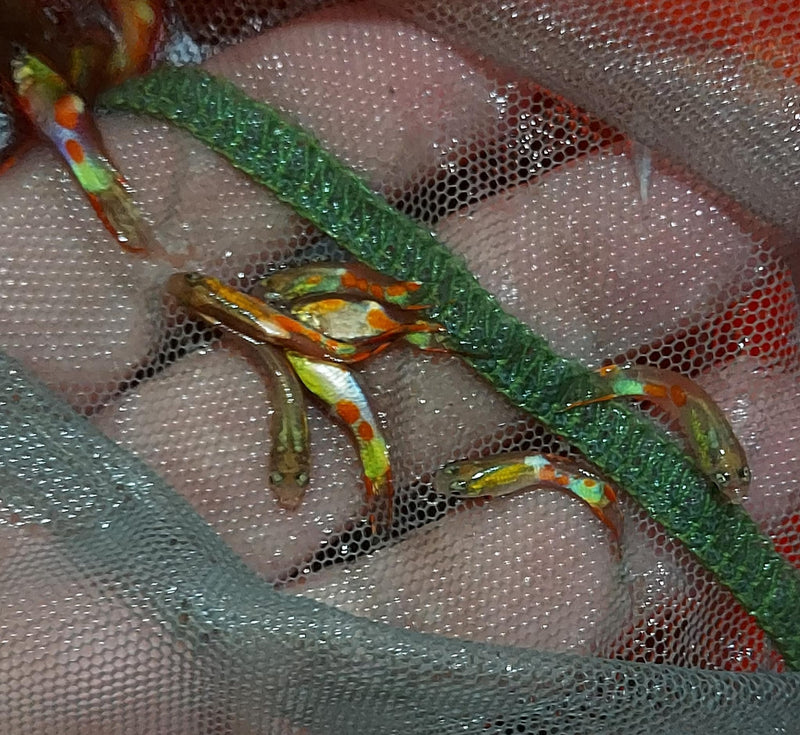 5 OUTSTANDING MALES BLONDE ENDLERS (Poecilia wingei)