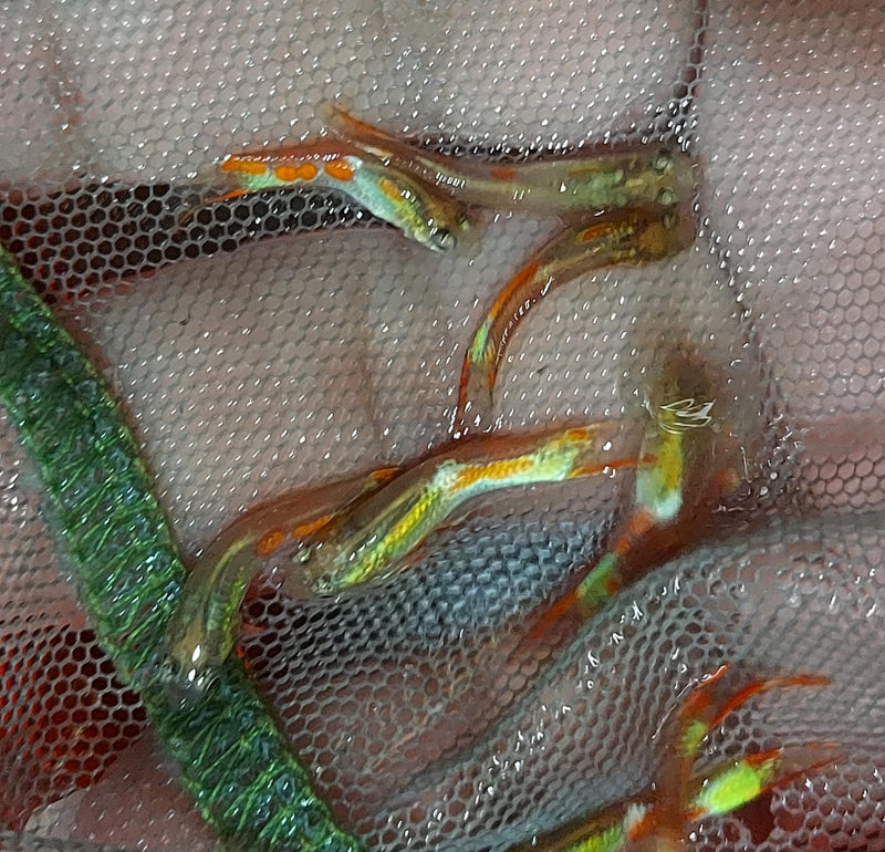 5 OUTSTANDING MALES BLONDE ENDLERS (Poecilia wingei)