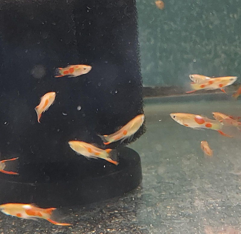 5 OUTSTANDING MALES BLONDE ENDLERS (Poecilia wingei)