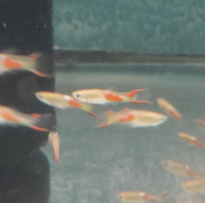 5 OUTSTANDING MALES BLONDE ENDLERS (Poecilia wingei)