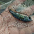 RED NYEREREI JUMA ISLAND UNSEXED 1.5 TO 2 INCHES (Pundamilia Nyererei)