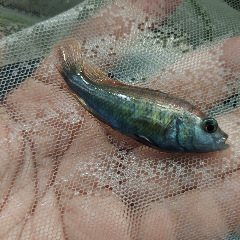 RED NYEREREI JUMA ISLAND UNSEXED 1.5 TO 2 INCHES (Pundamilia Nyererei)