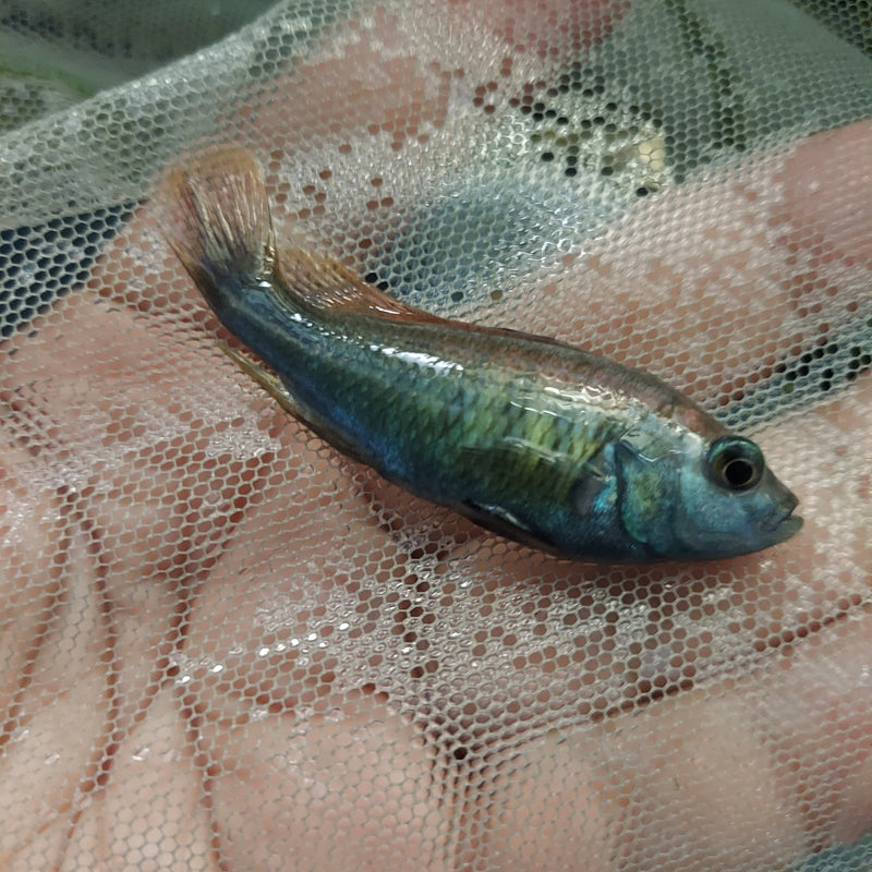 RED NYEREREI JUMA ISLAND UNSEXED 1.5 TO 2 INCHES (Pundamilia Nyererei)