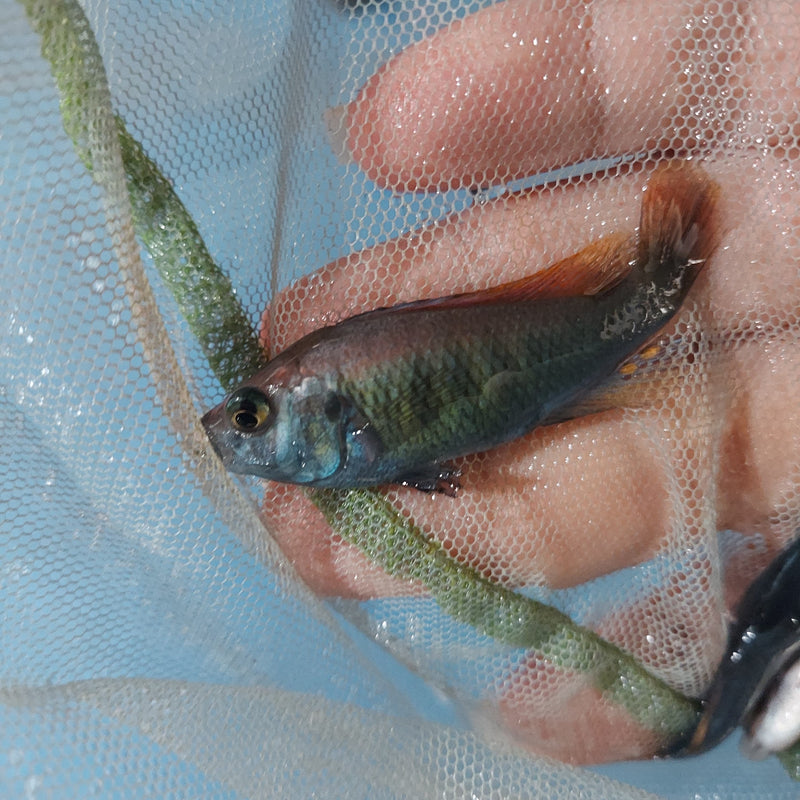 RED NYEREREI JUMA ISLAND UNSEXED 1.5 TO 2 INCHES (Pundamilia Nyererei)