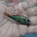 NYEREREI RUTI ISLAND UNSEXED 1.5 INCHES (Pundamilia Nyererei)