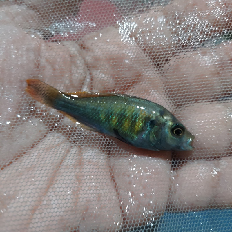 NYEREREI RUTI ISLAND UNSEXED 1.5 INCHES (Pundamilia Nyererei)