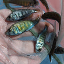 NYEREREI RUTI ISLAND UNSEXED 1.5 INCHES (Pundamilia Nyererei)