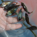 NYEREREI RUTI ISLAND UNSEXED 1.5 INCHES (Pundamilia Nyererei)