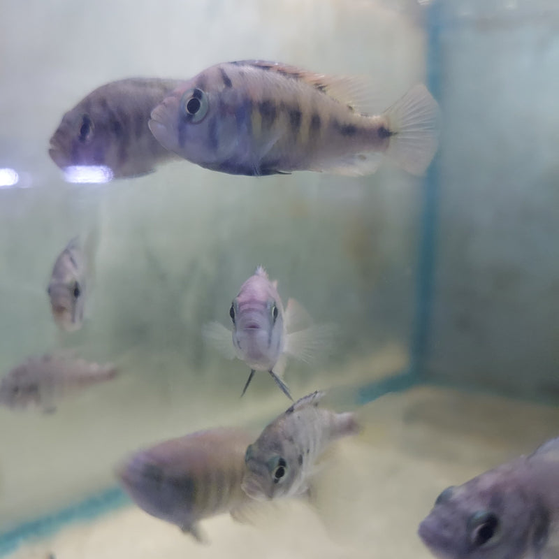 NYEREREI RUTI ISLAND UNSEXED 1.5 INCHES (Pundamilia Nyererei)