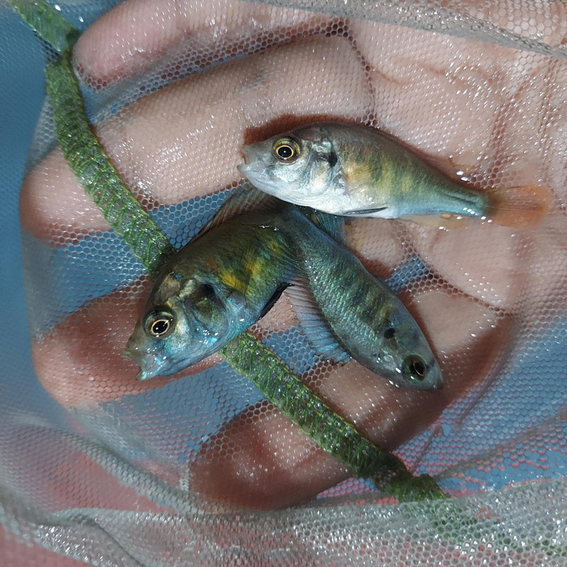 NYEREREI RUTI ISLAND UNSEXED 1.5 INCHES (Pundamilia Nyererei)