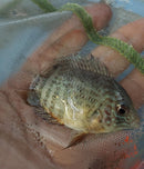 OUTSTANDING TIGER SEVERUM 2 to 2.5 INCHES UNSEXED ( Heros severus)