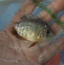 OUTSTANDING TIGER SEVERUM 2 to 2.5 INCHES UNSEXED ( Heros severus)