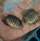 OUTSTANDING TIGER SEVERUM 2 to 2.5 INCHES UNSEXED ( Heros severus)