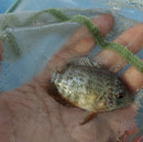 OUTSTANDING TIGER SEVERUM 2 to 2.5 INCHES UNSEXED ( Heros severus)