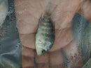 VIBRANT GREEN TEXAS CICHLID 2 INCHES UNSEXED (Herichthys carpintis)