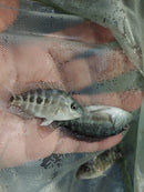 VIBRANT GREEN TEXAS CICHLID 2 INCHES UNSEXED (Herichthys carpintis)