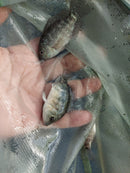 VIBRANT GREEN TEXAS CICHLID 2 INCHES UNSEXED (Herichthys carpintis)