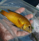 OUTSTANDING YELLOW LAB MALE JUMBO SIZE 5 INCHES (Labidochromis caeruleus)