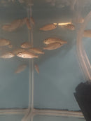 EXOTIC TANGERINE TIGER HAP 1.5 TO 2" UNSEXED (Protomelas sp)