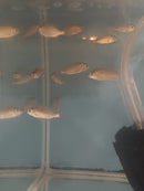 EXOTIC TANGERINE TIGER HAP 1.5 TO 2" UNSEXED (Protomelas sp)