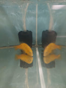 OUTSTANDING YELLOW LAB MALE JUMBO SIZE 5 INCHES (Labidochromis caeruleus)